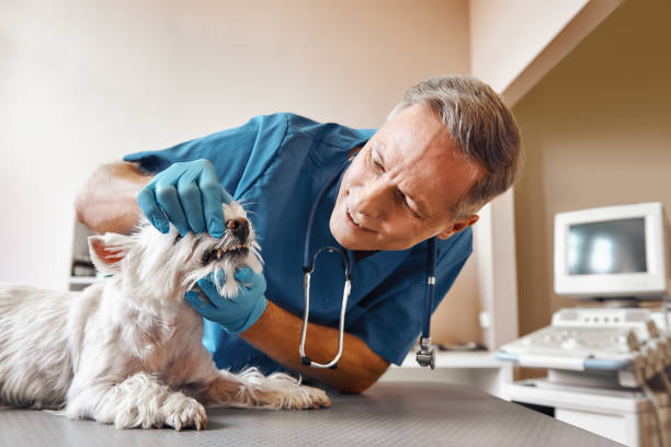 Best Emergency Tooth Extraction in Bradford, PA